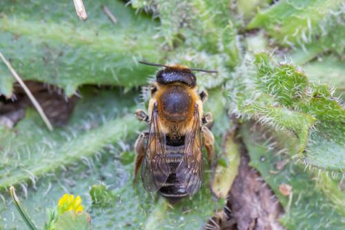Réf. 266 614 : Megachile willughbiella